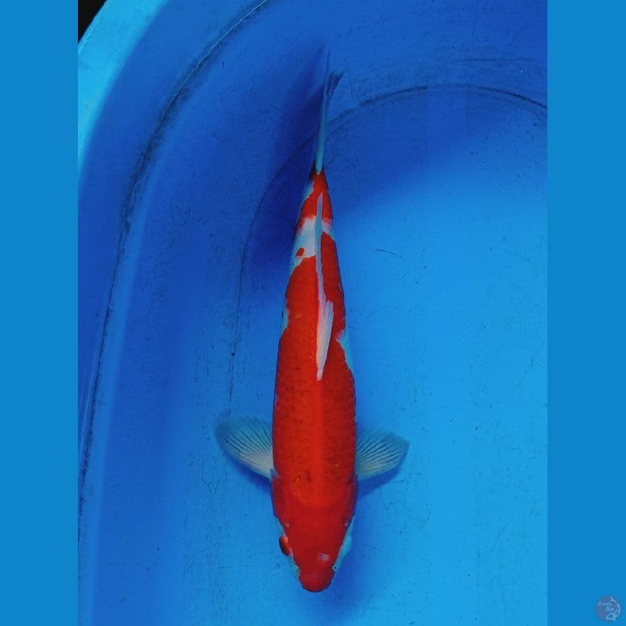 Kohaku Red Strong