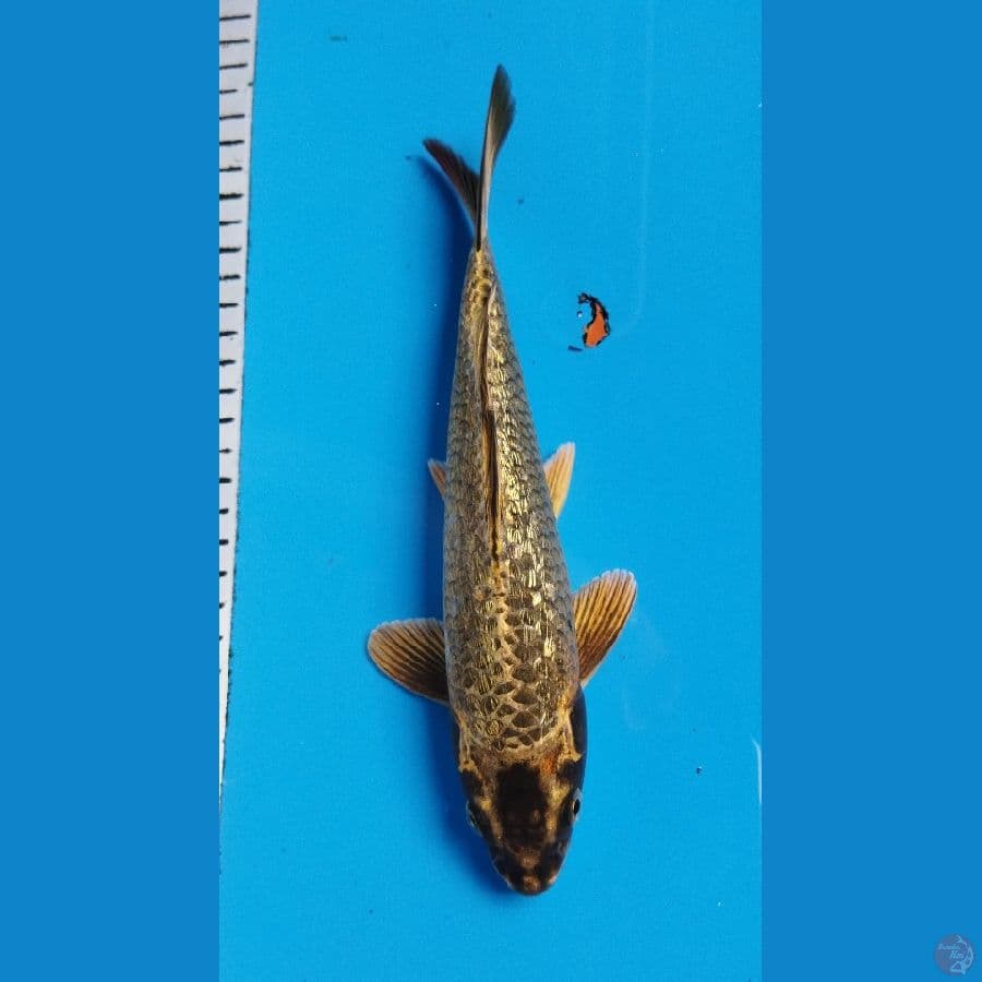 MUKASHI GINDRIN GOLD 25CM