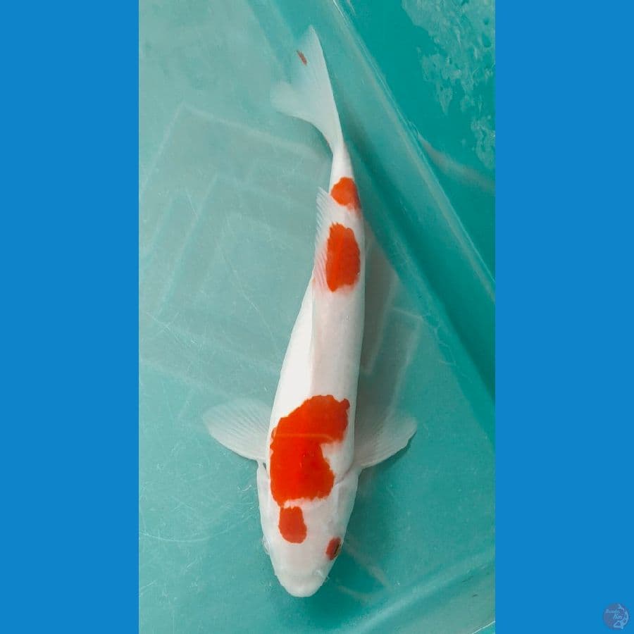 kohaku 30bu
