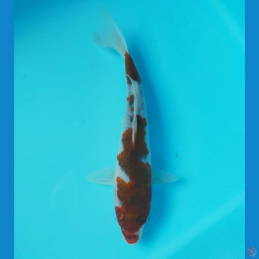 Goromo 22 cm