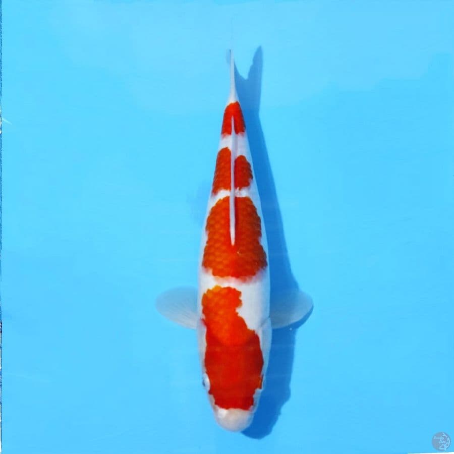 KOHAKU F1 4 STEP