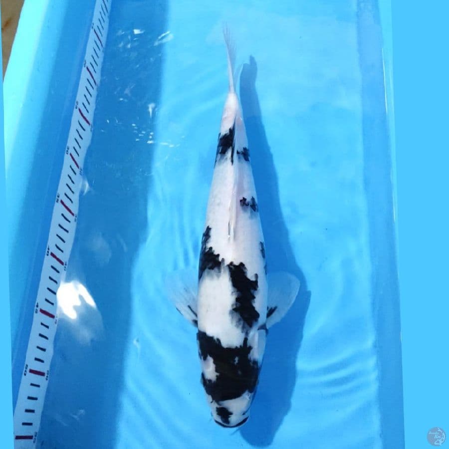 SHIRO UTSURI PUTIH SALJU