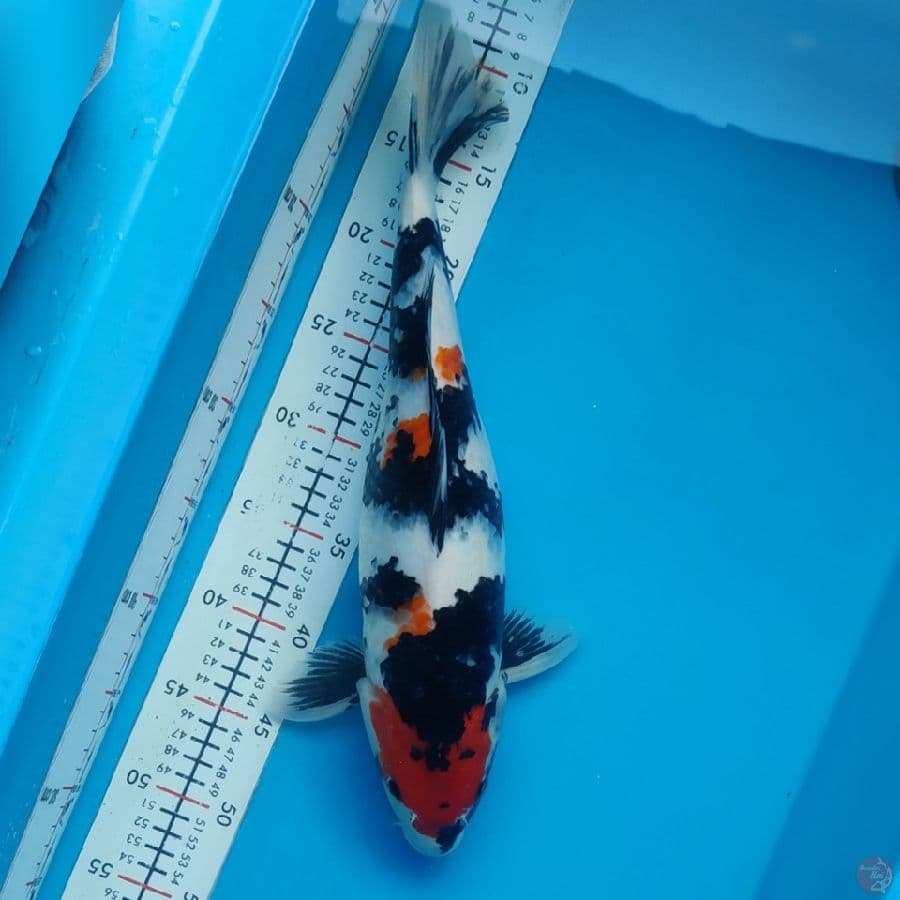 maruten showa 39cm(fimle)