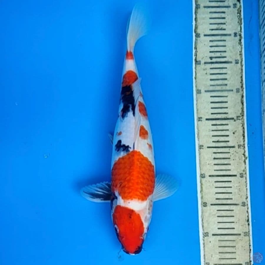 maruten showa 40cm(fimle)