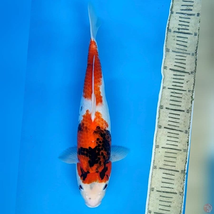 showa 45cm(fimle)