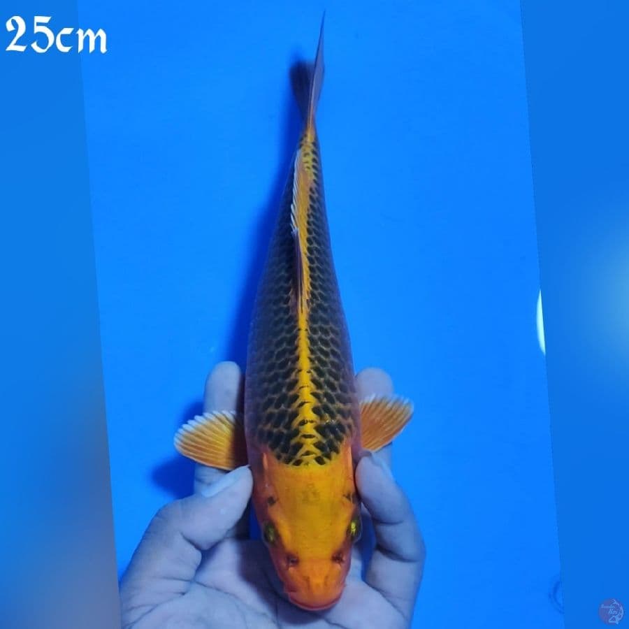MATSUBA 25CM