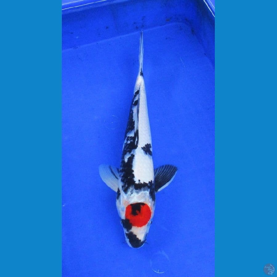 tancho ±36cm
