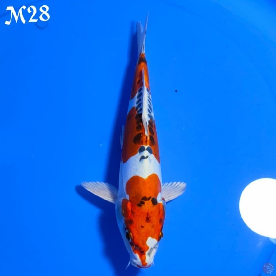 KIKOKURIYU 28CM