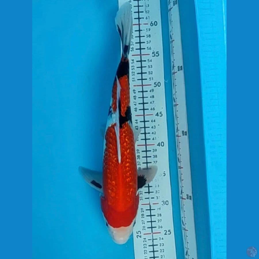 showa ginrin 37cm(mile)