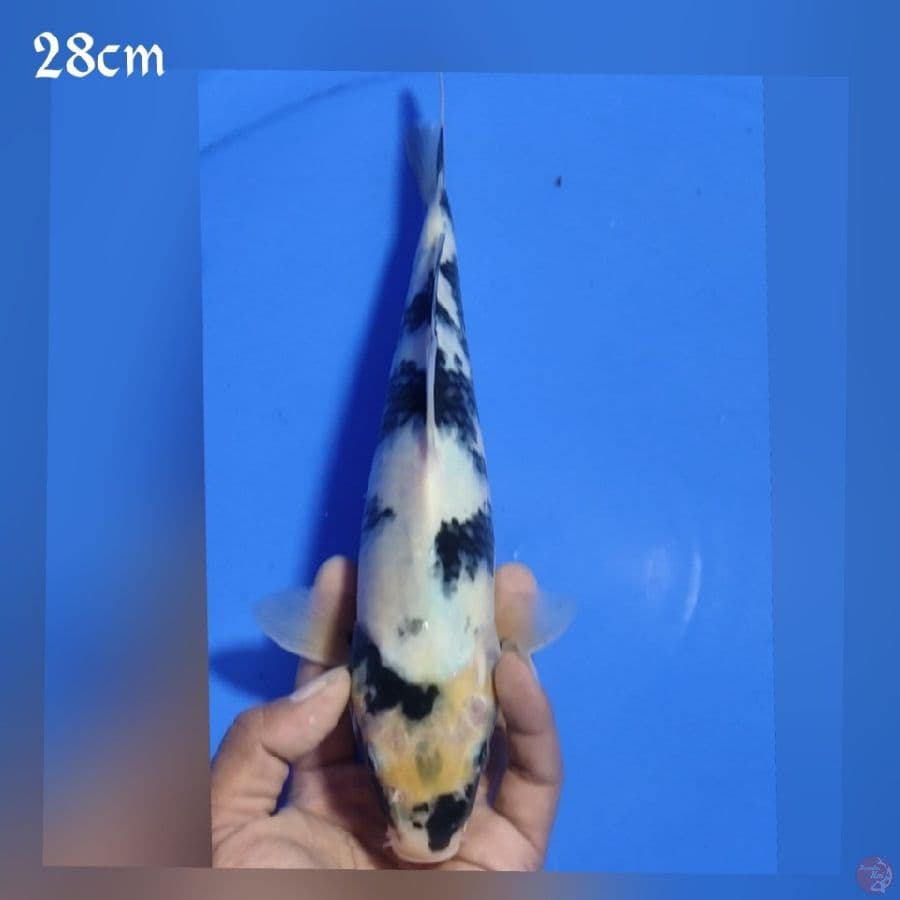 SHIRO 28CM