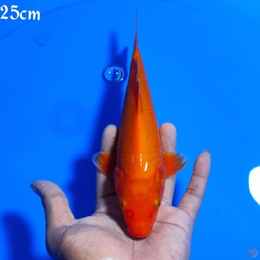 BENIGOI TEMBUS 25CM
