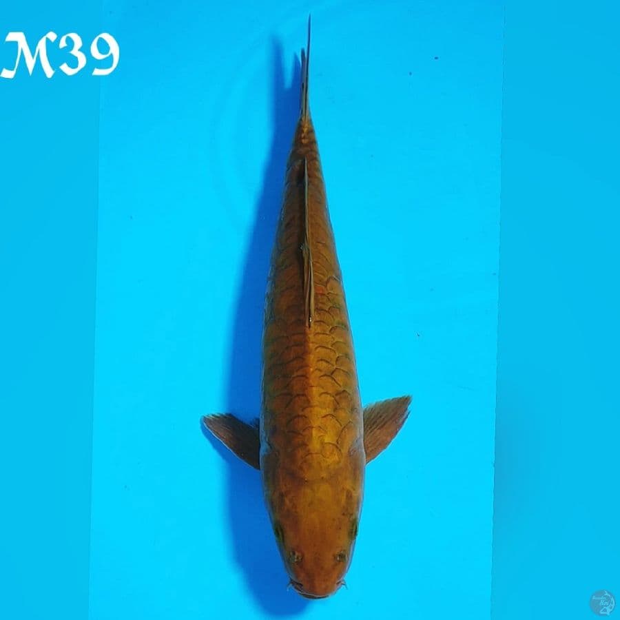 CAGOI TEMBAGA SISIK PITON M39