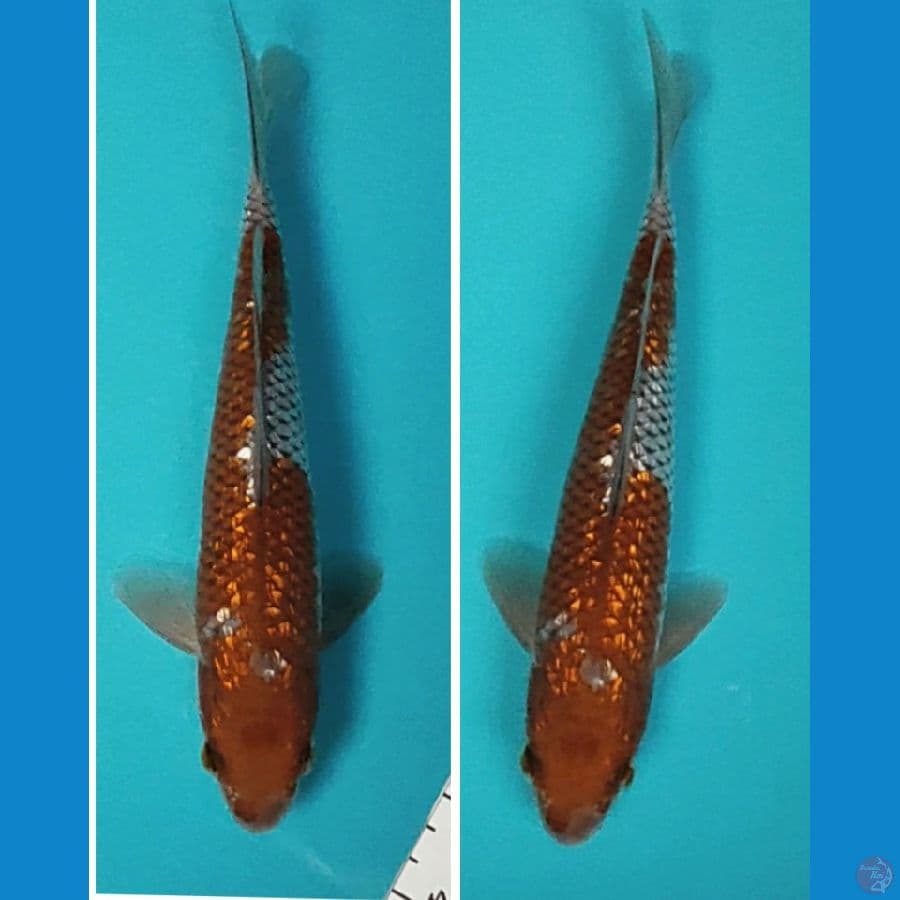 ochiba ginrin 22cm