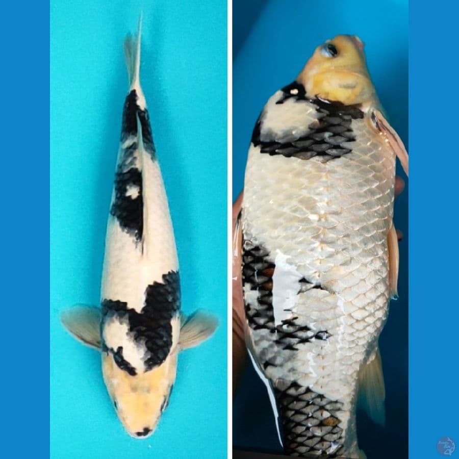 shiro punuk 34cm fm