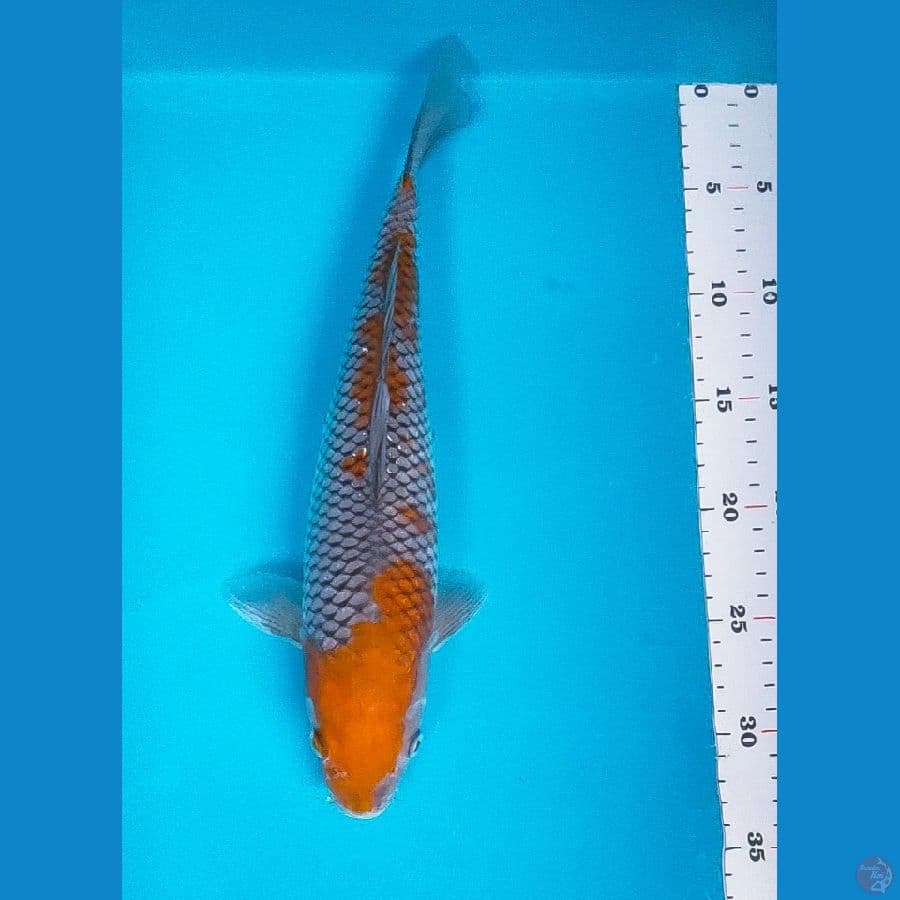 ochiba shigure 33cm