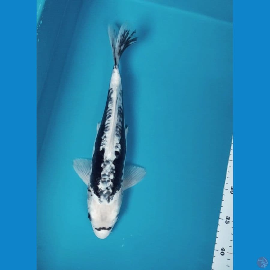kumon 35cm fm