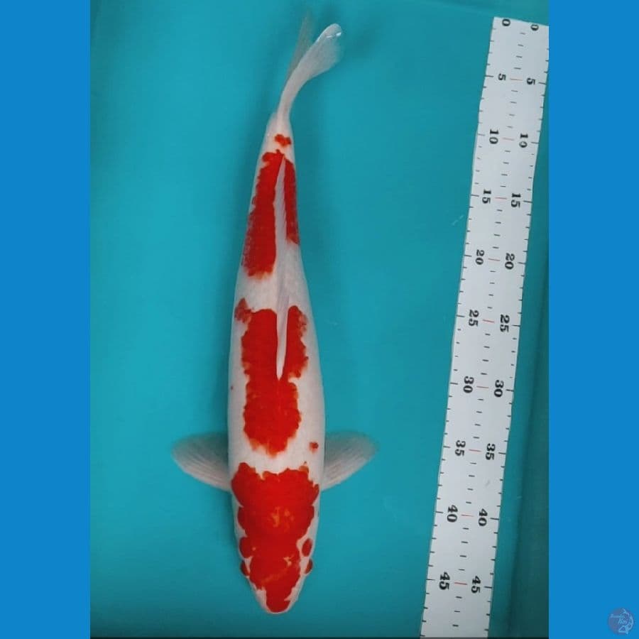 kohaku 45cm male