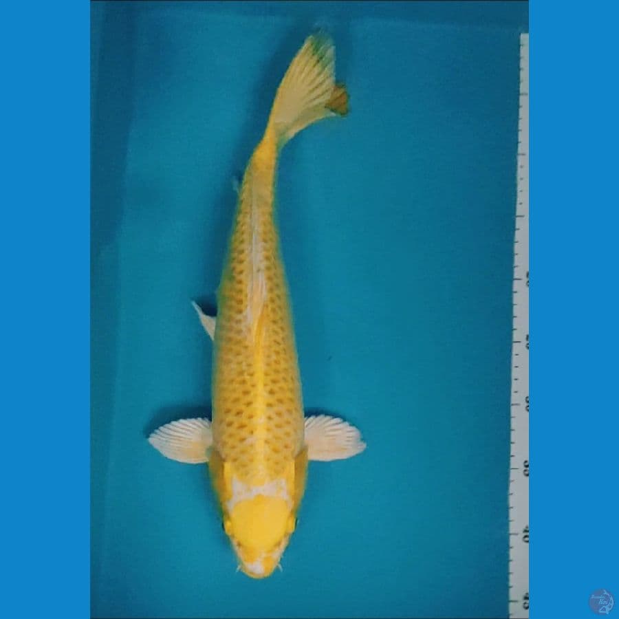 tancho ogon 42cm male