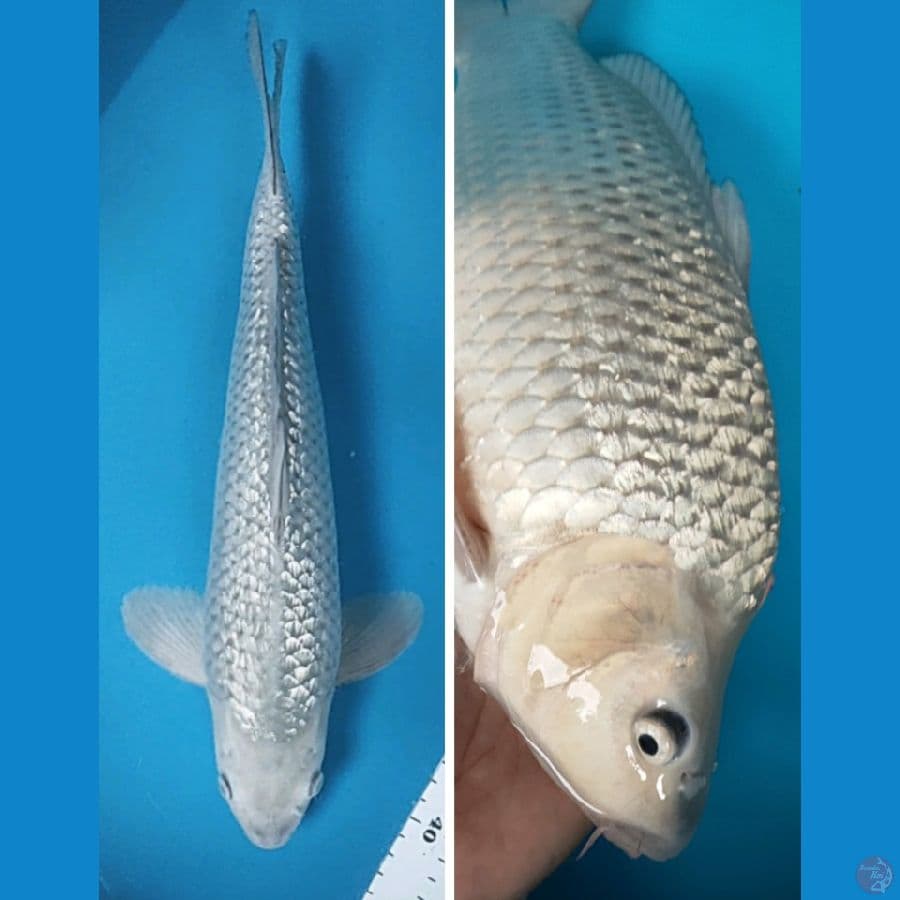 soragin punuk 39cm male