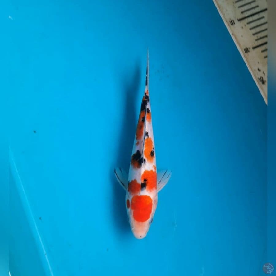 Maruten Sanke, 25cm
