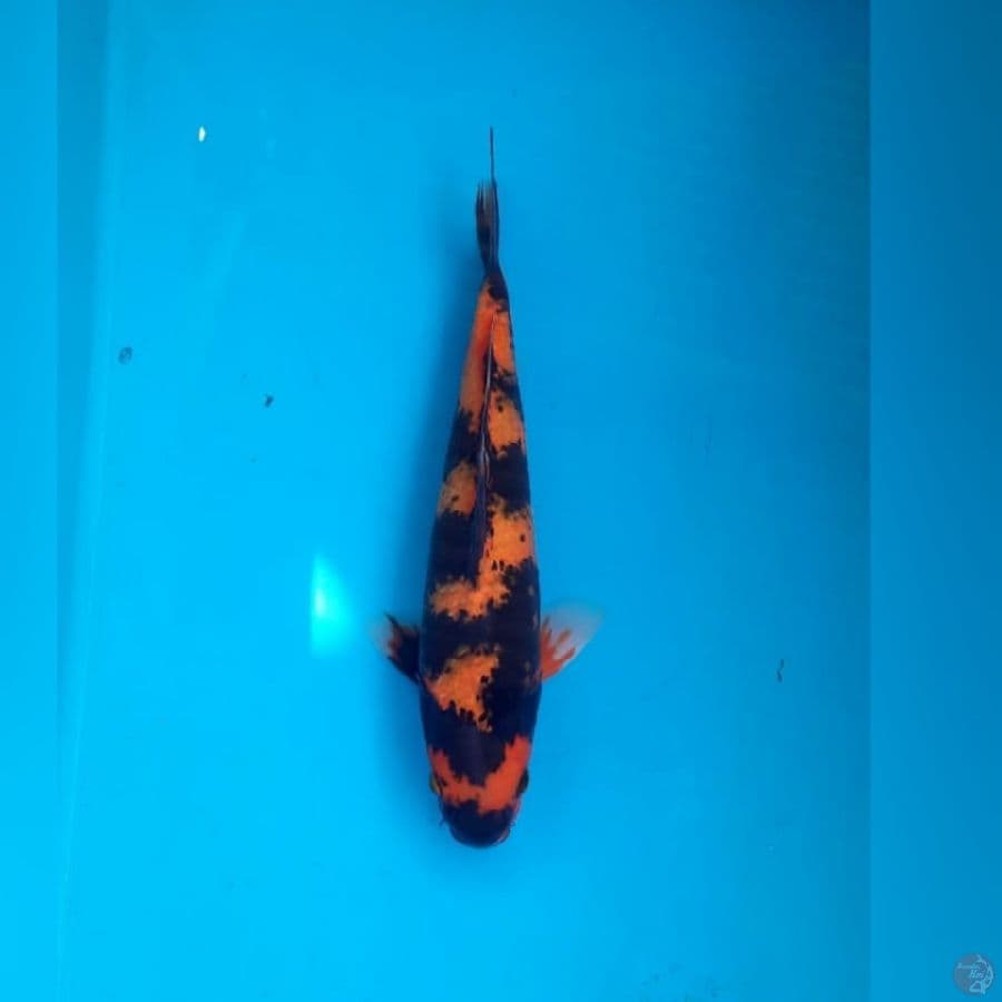 Hi Showa, 29cm male