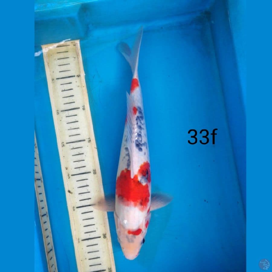 Showa tategoi, 33cm female