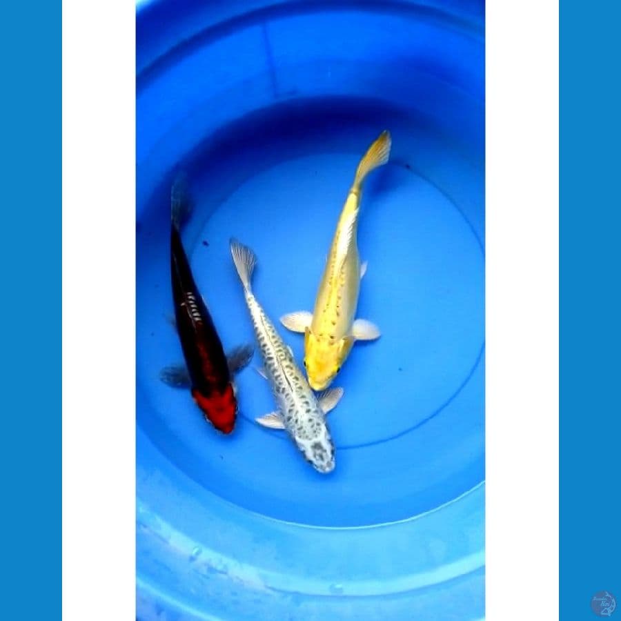 Mix 30-32 cm jos