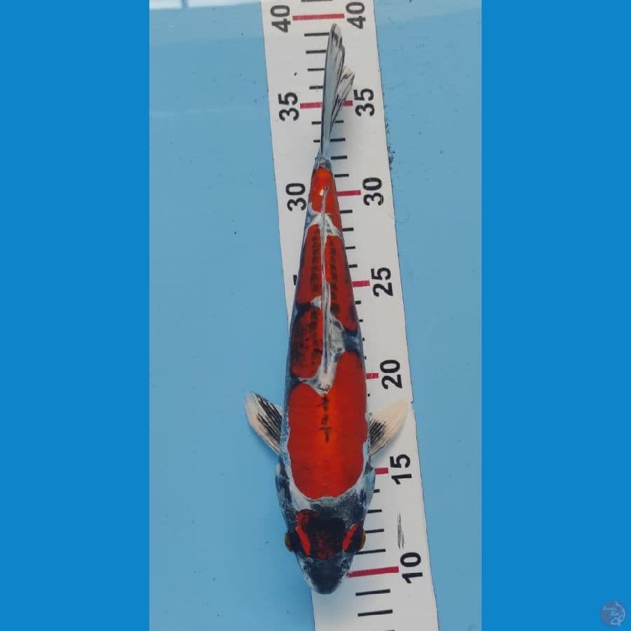 SQ BENYKIKO. 27CM..