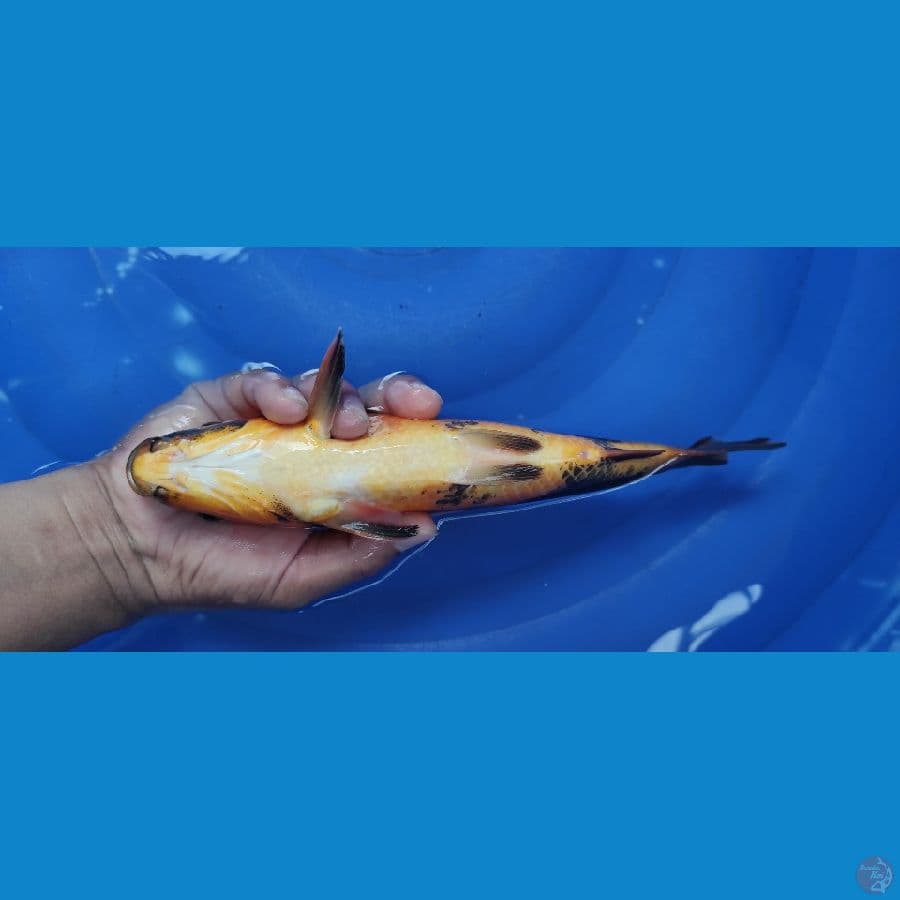 HI UTSURI. 25CM.