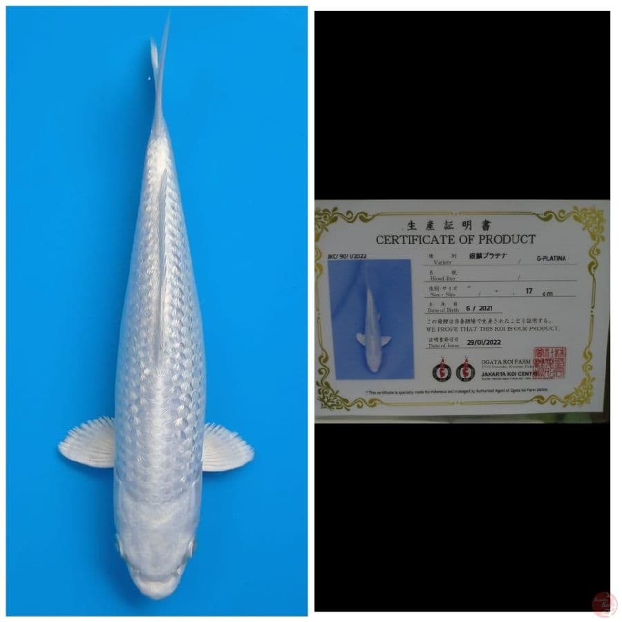 Ogata Platinum Ginrin