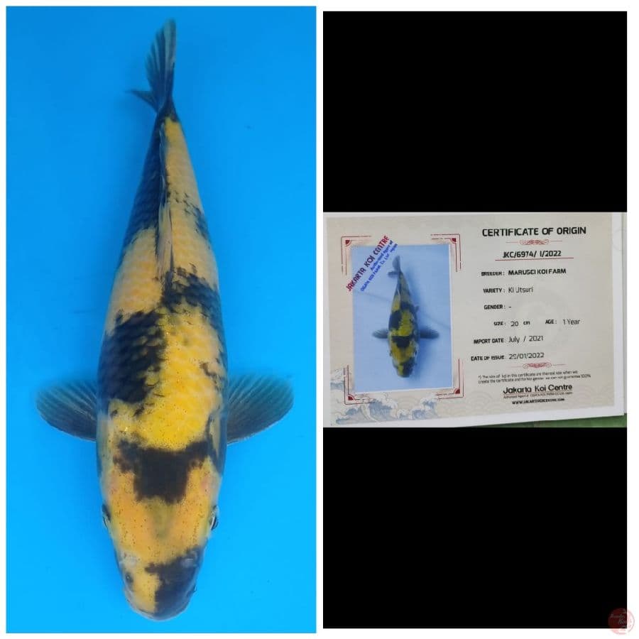 Marusei Ki Utsuri