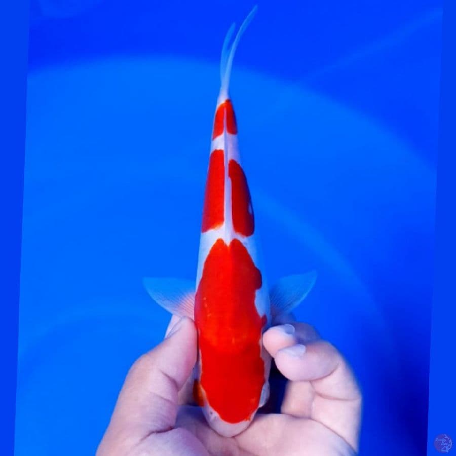 Kohaku Doitsu 21cm Original