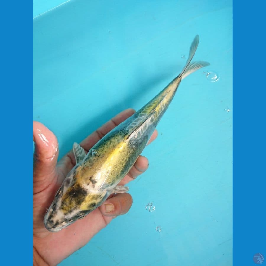 kikokuryu gold pattern antik size 25cm
