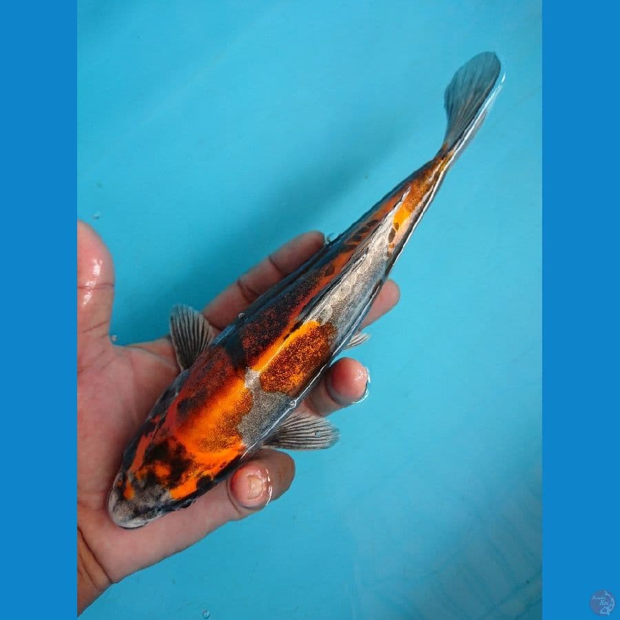 Benikikokuryu size 25cm