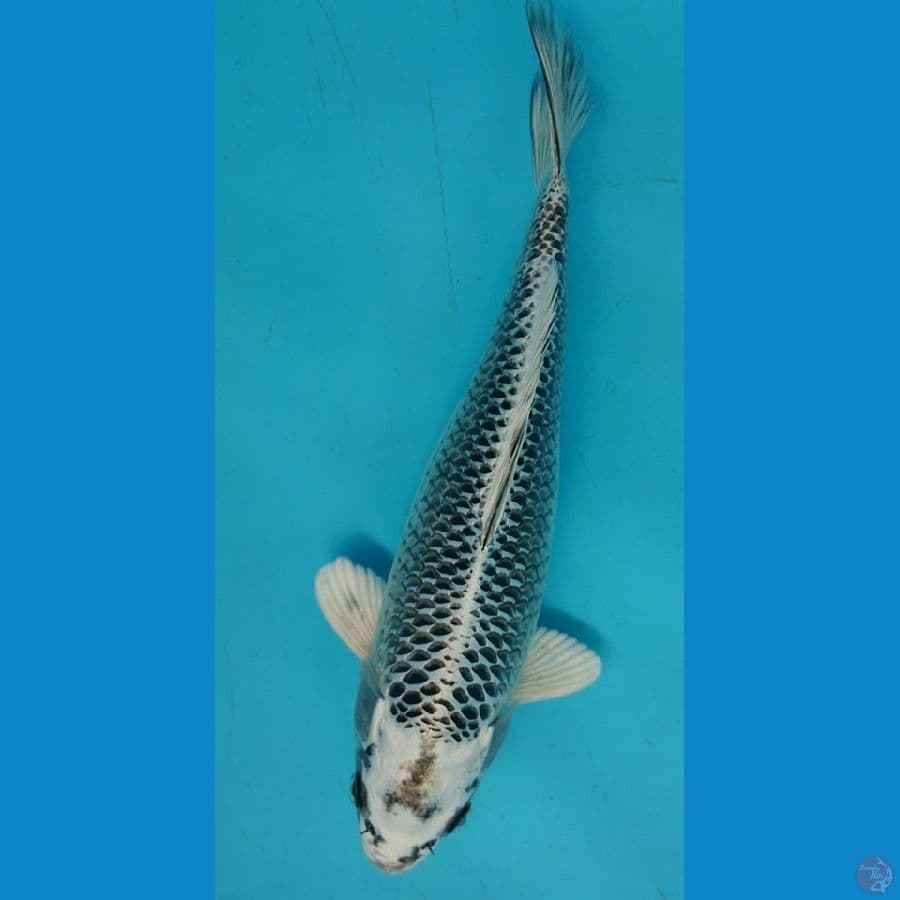 Gin matsuba ogon ring rapi size 26cm