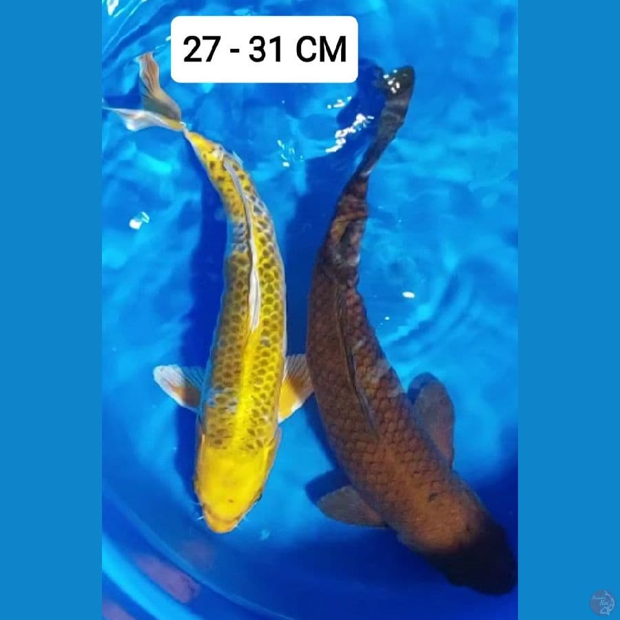 MIX CHAGOI 31CM + KUJAKU 27CM