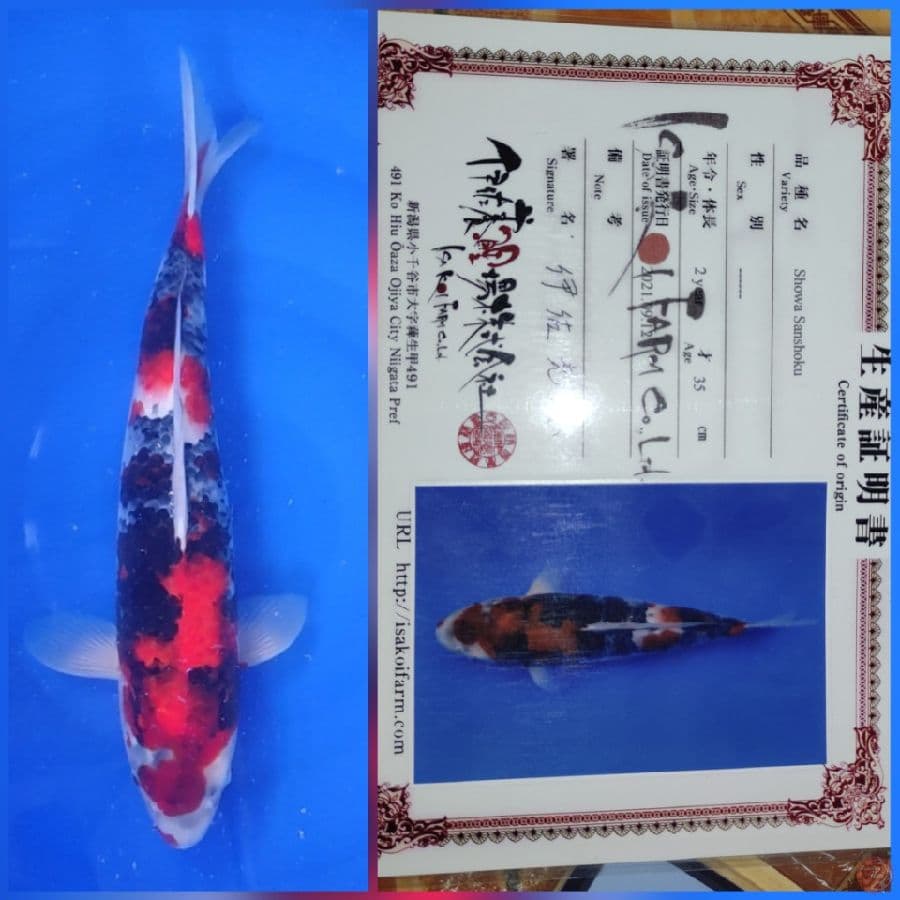 Showa 48cm