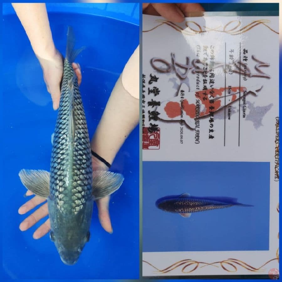 Soragoi ginrin 47cm