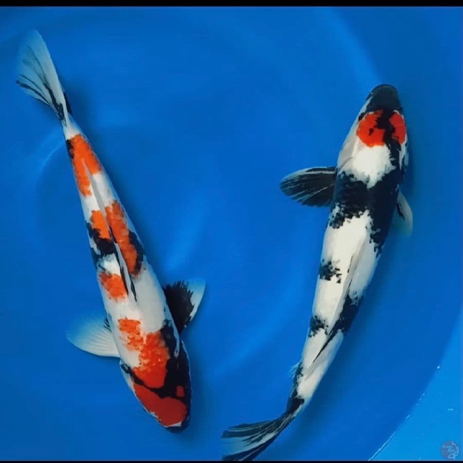 Tancho 42cm. Showa 44cm all male