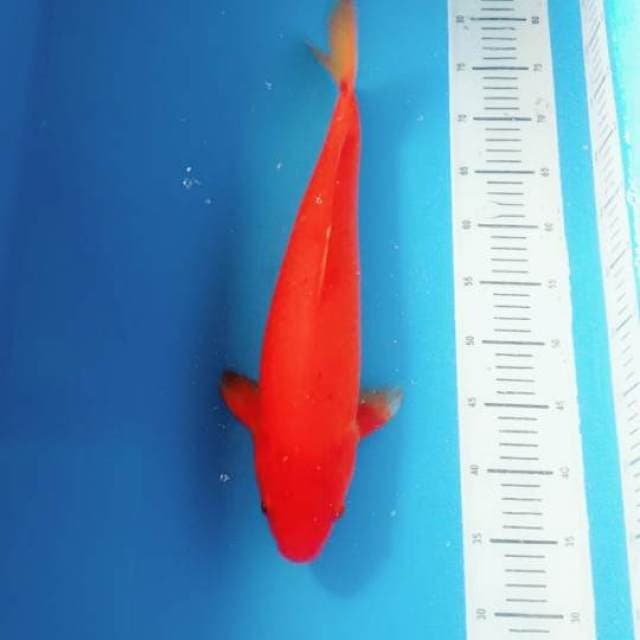 Benigoi F1 terpedo merah merona 49cm