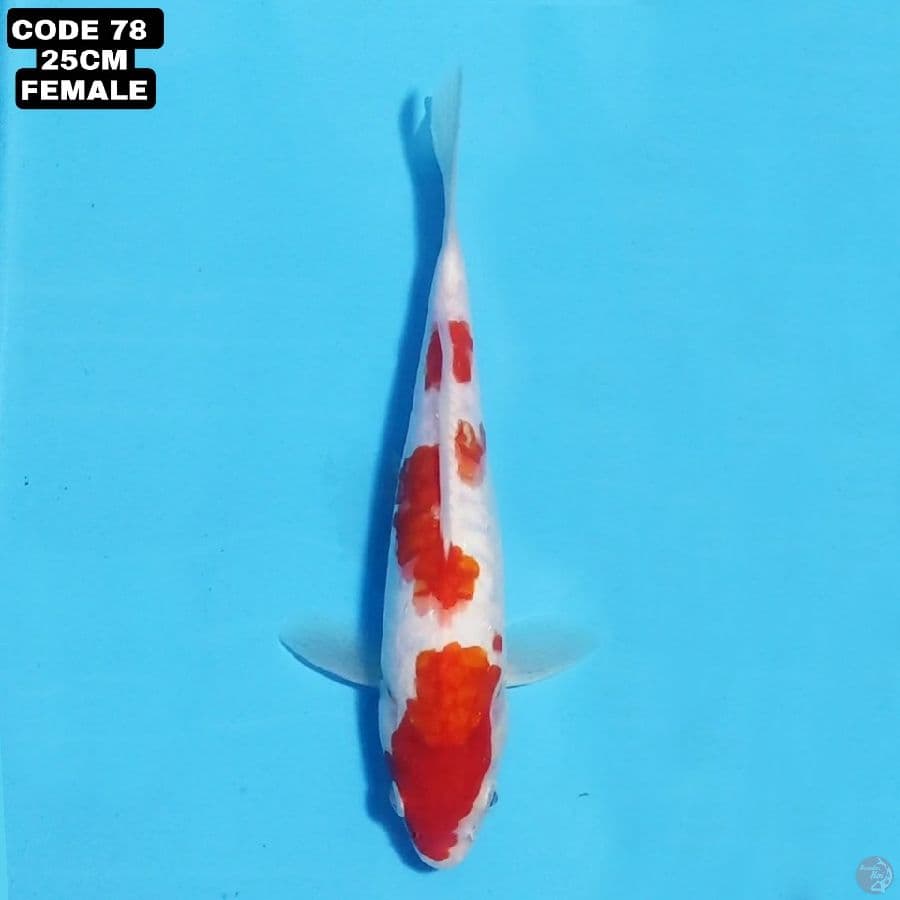 kohaku 25cm female