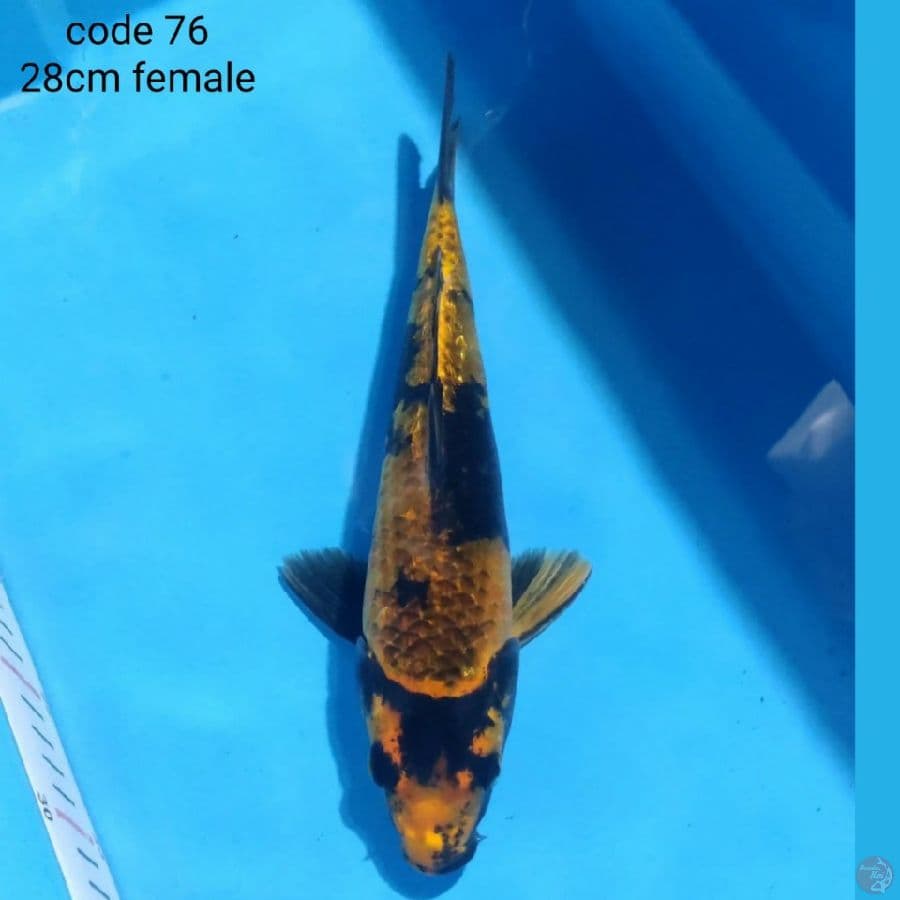 kin kage showa 28cm female