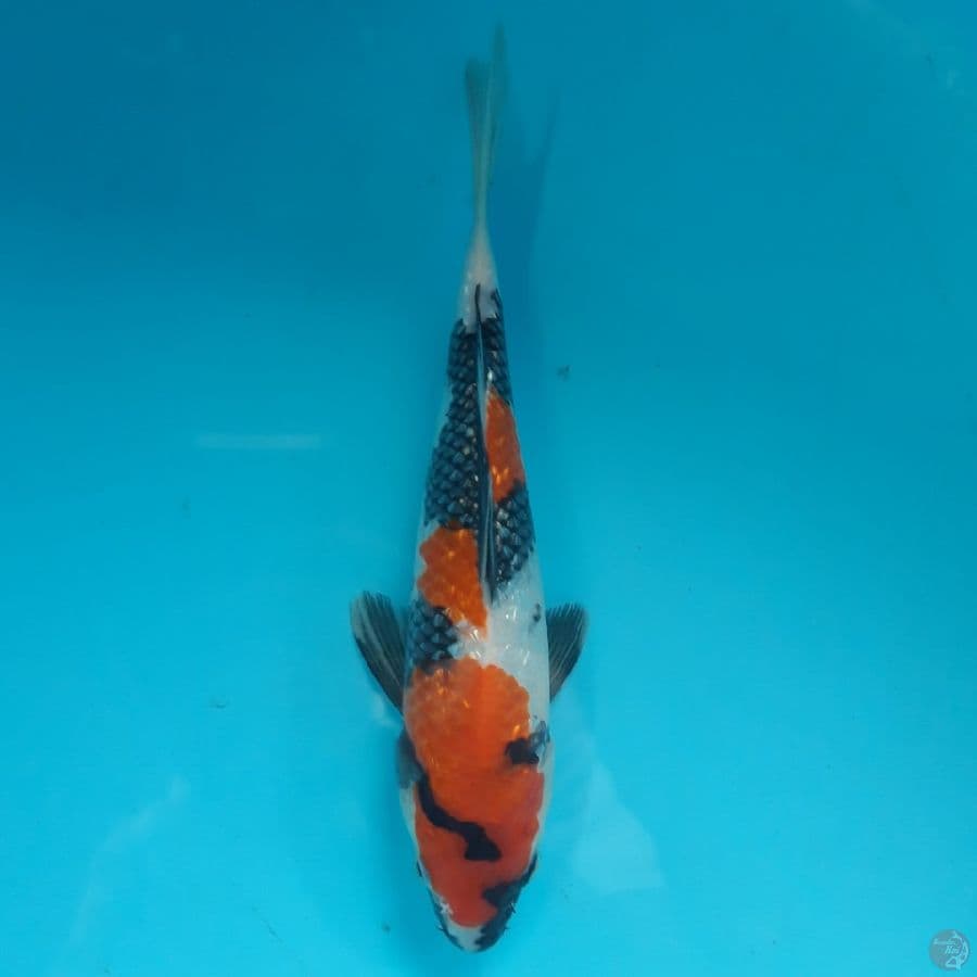 Showa Ginrin SQ Petir 23cm