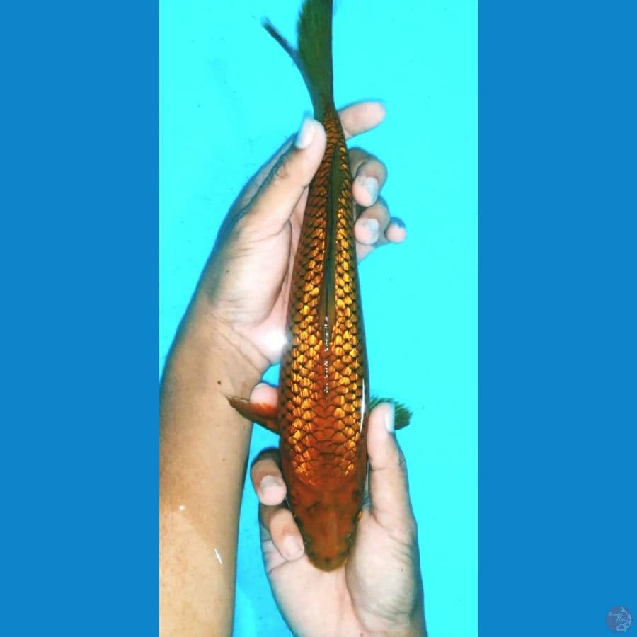caghoi full ghindrin 28cm female