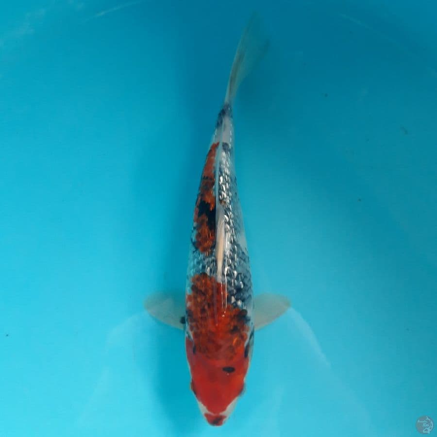 Showa Ginrin Tategoi 26cm
