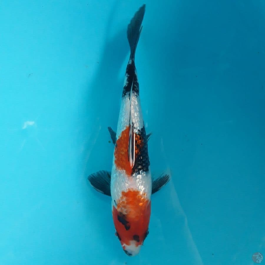 Showa Ginrin 20cm