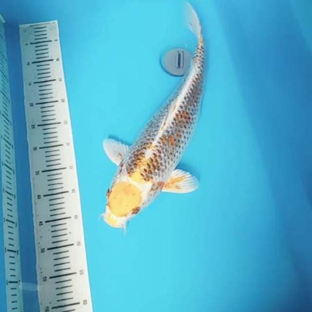 Maruten big size 53cm