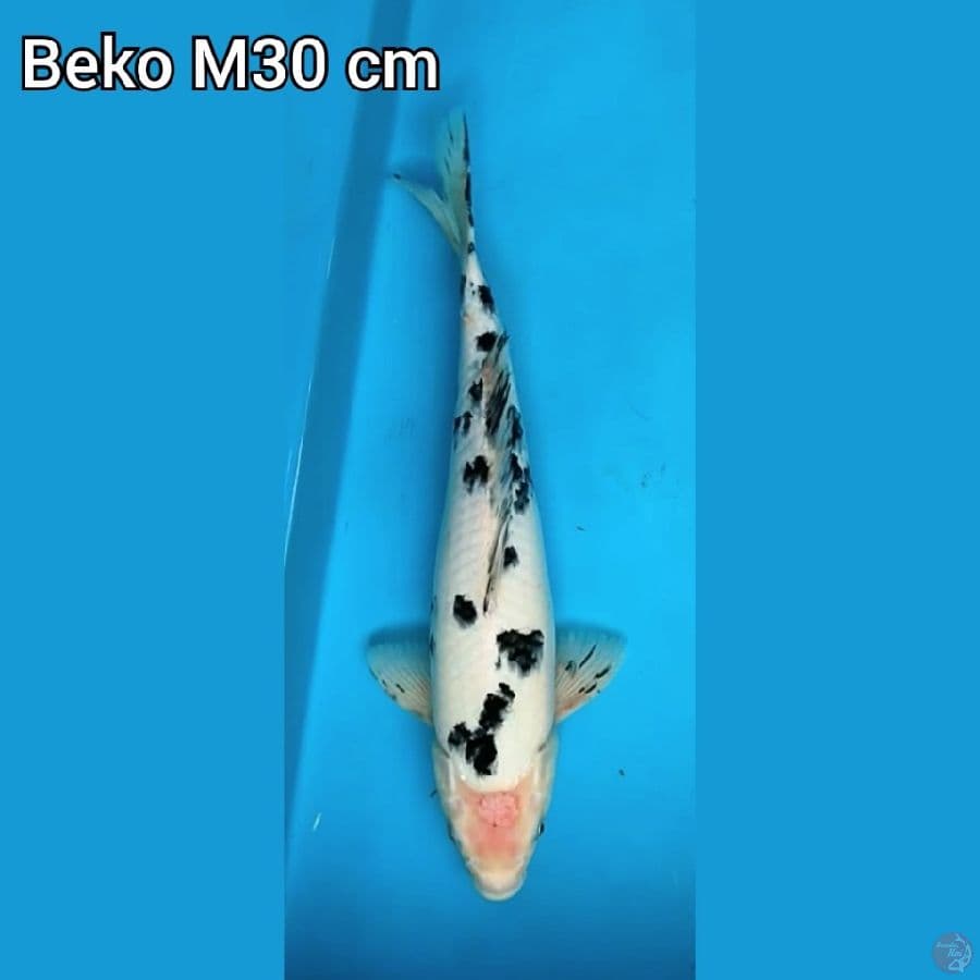Beko M 30 cm