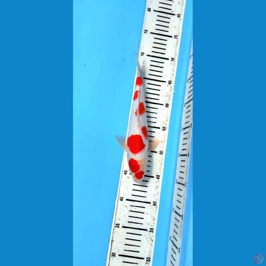Kohaku Ciamik