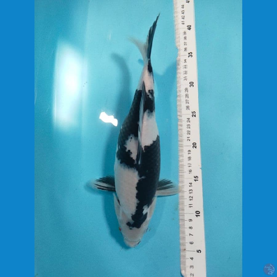 Shiro, Betina 33 cm